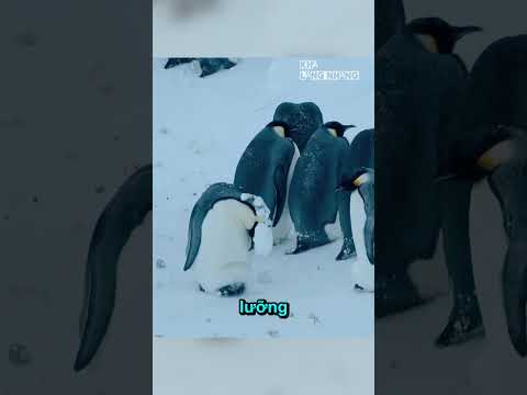 Khi Lương Tâm Thắng Quy Tắc 🐧