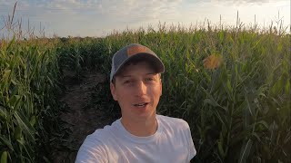 Trimming the Corn Maze