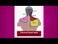 Cervical Spine Anatomy