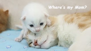 This kitten's mom cat is not feeding him! Will Foster Mom Cat and Dad Cat Adopt him? by Moo Kittens 675 views 7 days ago 2 minutes, 8 seconds