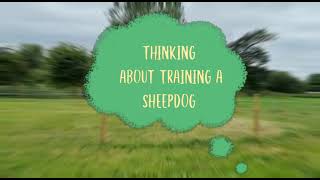 Training My Sheepdog - First Steps - Getting Off The Fence