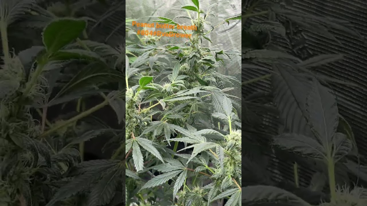 Peanut butter breath