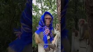 #monkeys #animalsshorts #shortvideo