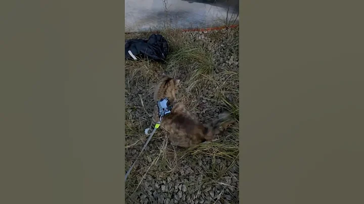 Video 11658631: mainecoon catlover funnycats, mainecoon cutecat catlover, mainecoon cat funnycat, maine coon hunting, fluffy maine coon