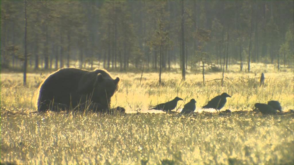 Wild Wolf chasing a bear in Kuhmo