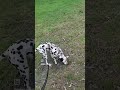 Dalmatian dogs 4K video ❤️