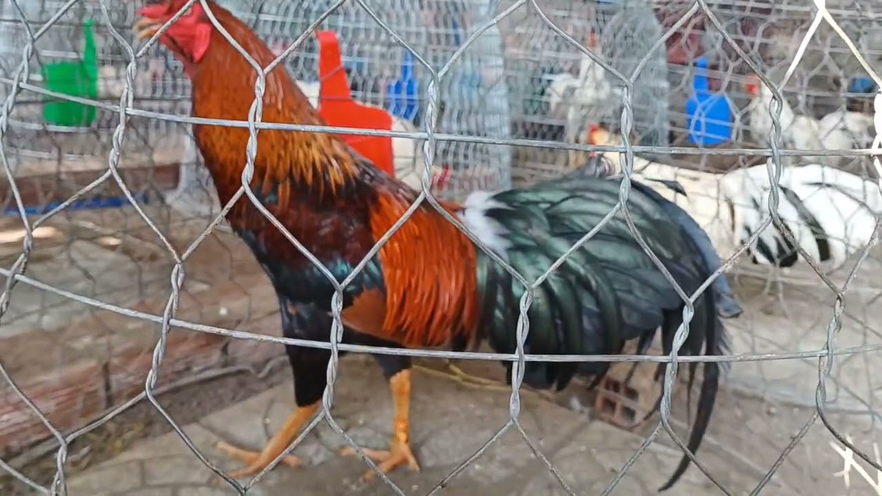 9.3.2026 ..@708..373..770 ae xem tham khảo 