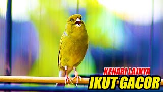 PUTARKAN SAJA, KENARIMU PASTI IKUT BUNYI GACOR