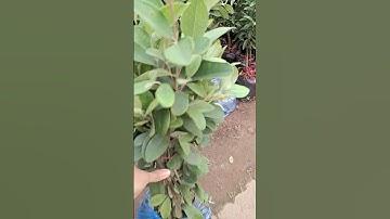 Bán cây sim ăn quả giống 0977973535