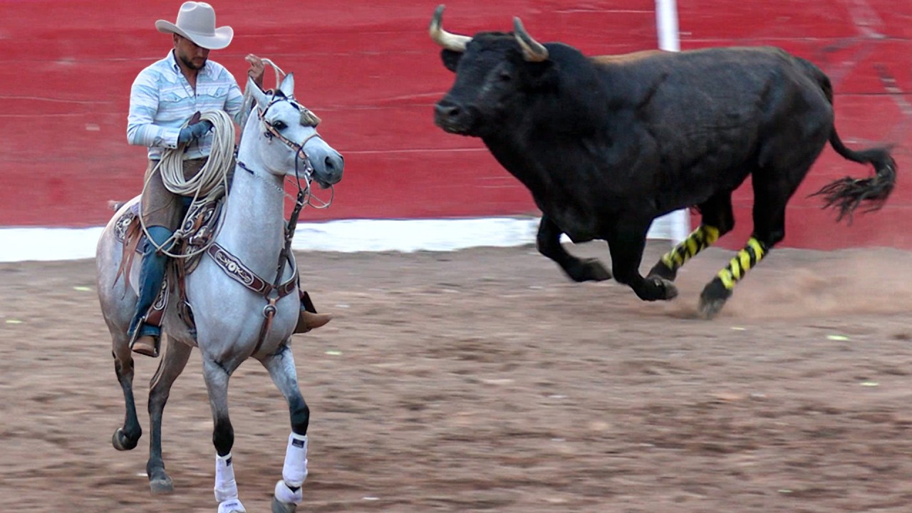 !! TOROS BRAVOS BUSCA CABALLOS ¡! JARIPEO EN LA MONUMENTAL DE MORELIA MICHOACAN 25 DE DICIEMBRE 2025