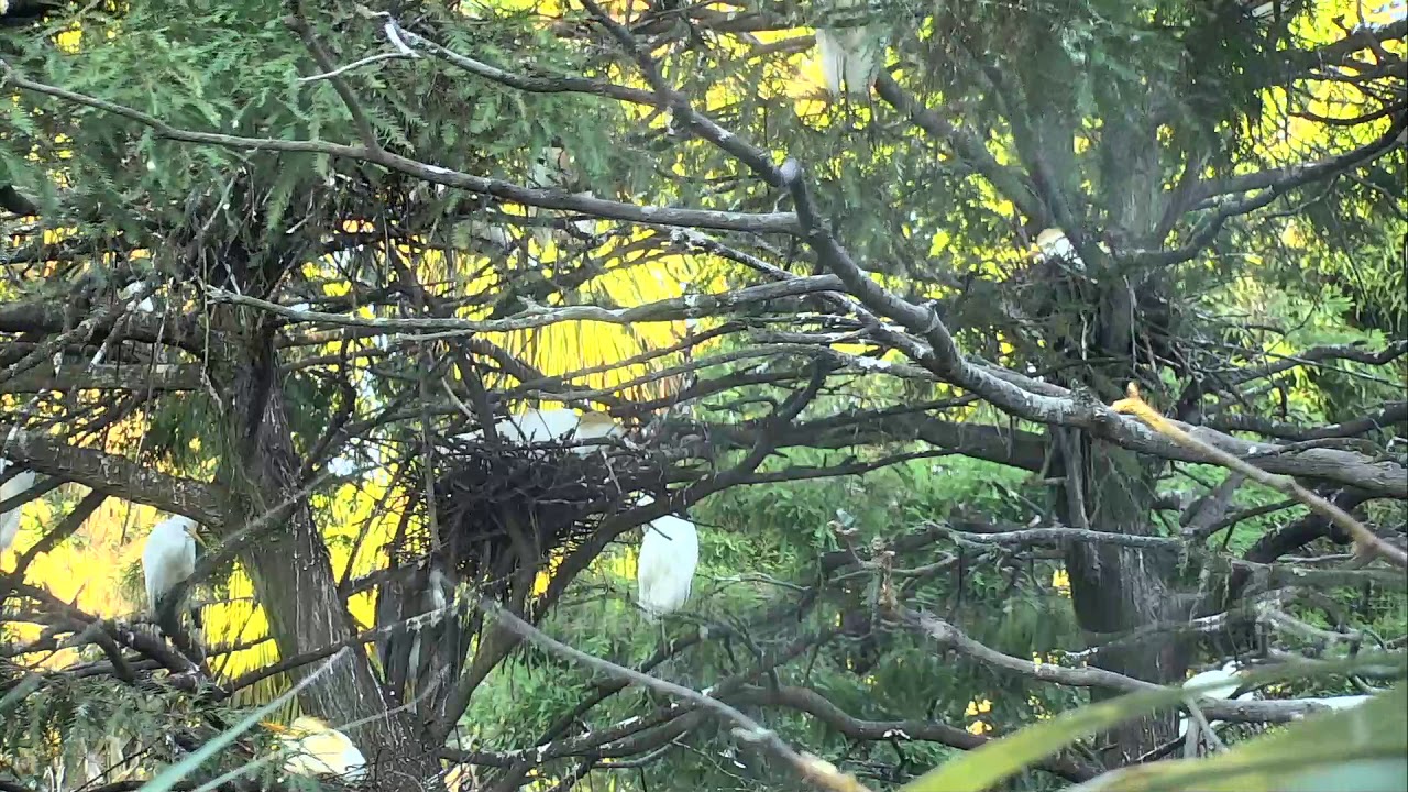 eggs florentine Alligator Swamp and Spoonbills Cam 08-05-2018 16:33:31 - 17:33:32