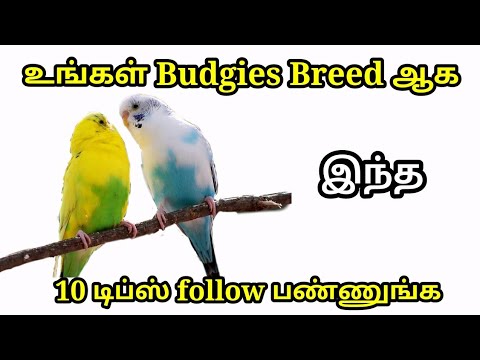 best-10-tips-for-budgies-breeding