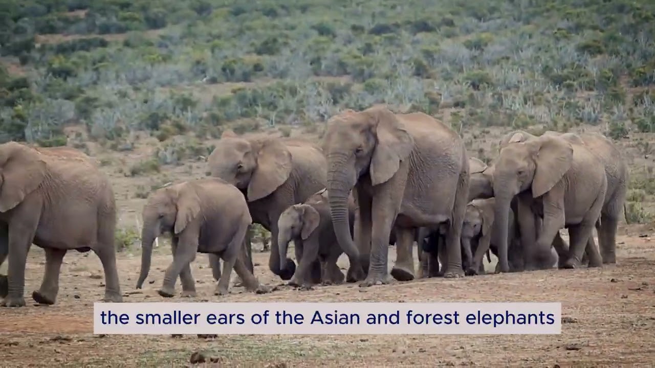 Exploring Elephant Species: African, Asian, Forest Elephants & Global Conservation Efforts
