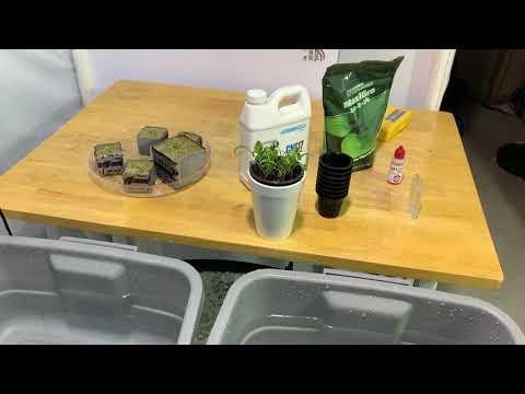 Hydroponic Nutrient - Never Follow Package Instructions