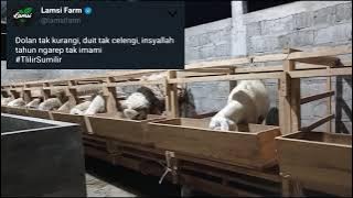 Story wa domba kambing 30 menit - Domba super temanggung - tlilir