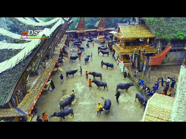 Pemakaman Termahal yang pernah ada di Sangalla Tana Toraja UNIK class=