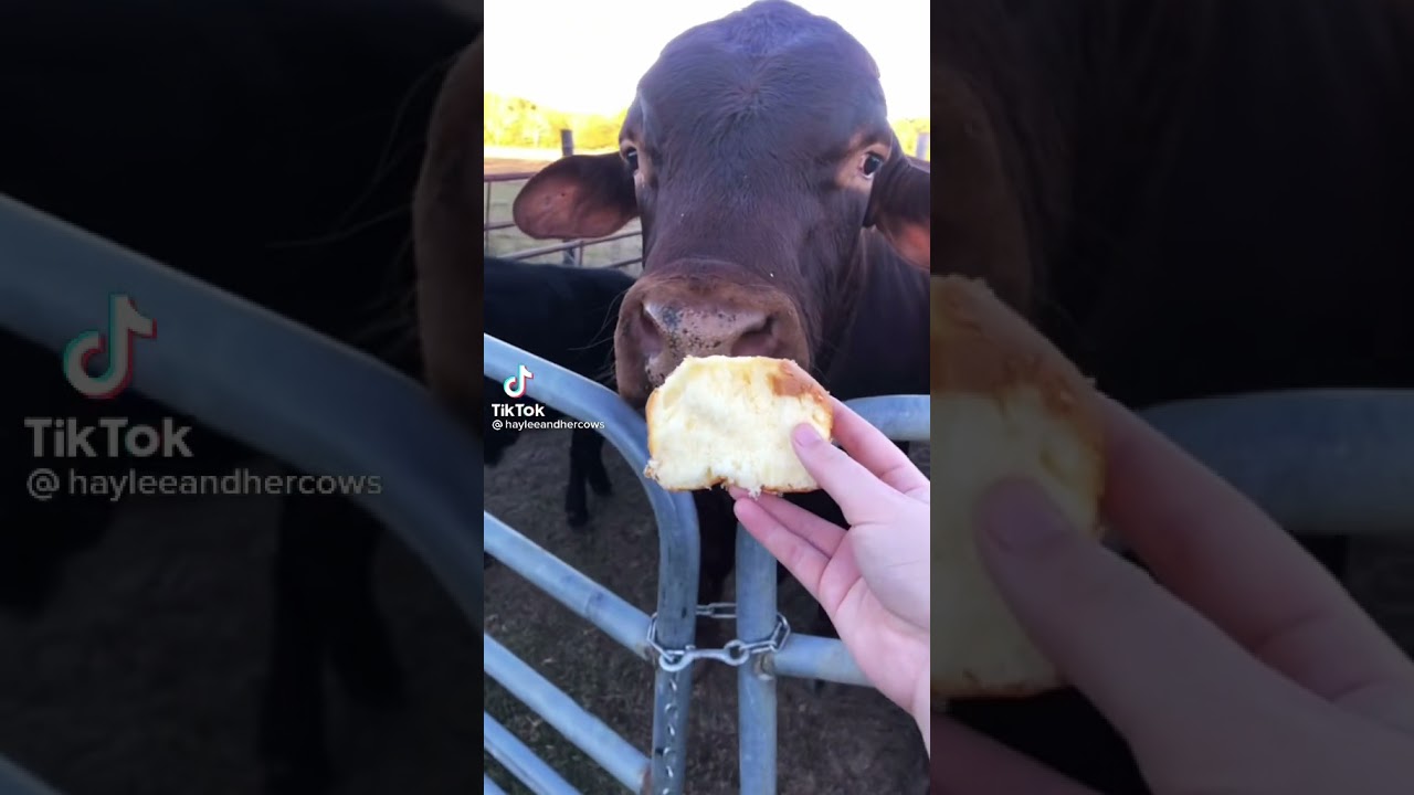 Cow eats cake