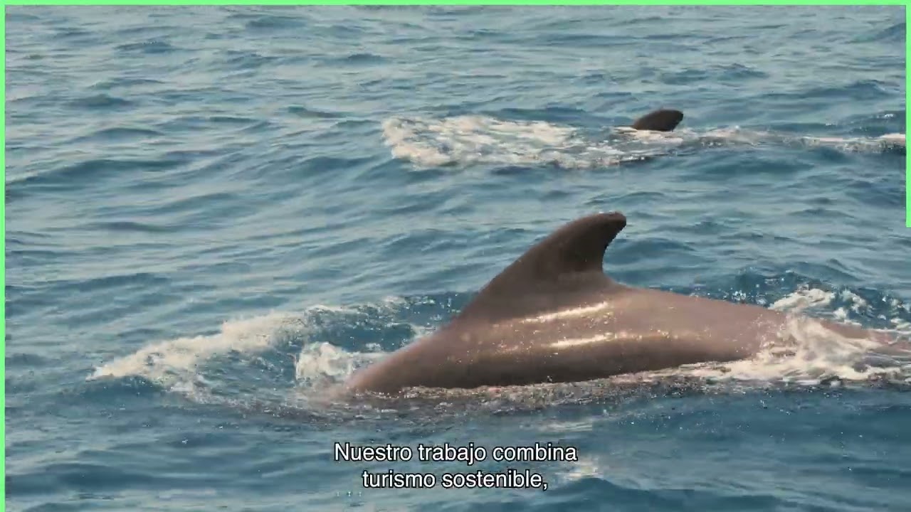 Ocean Explorer – La Palma, Islas Canarias