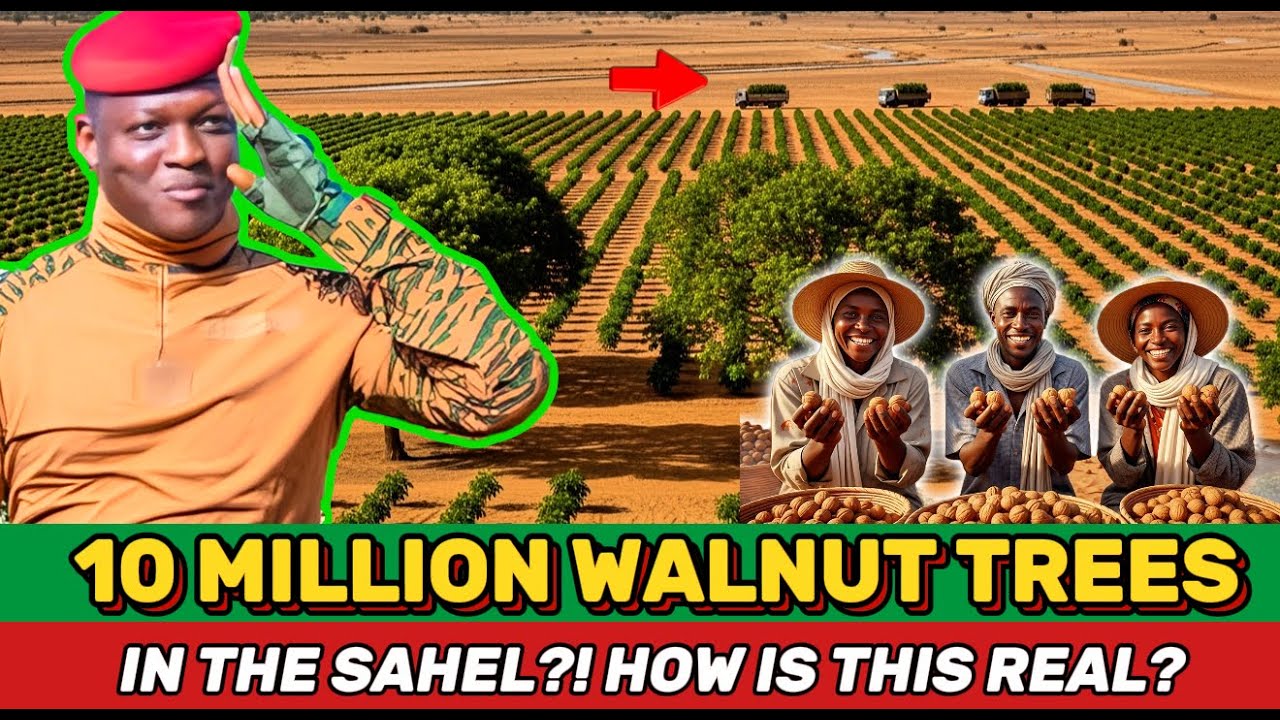 What Is Traoré Really Planning With 10 Million Walnut Trees in the Sahel Desert?