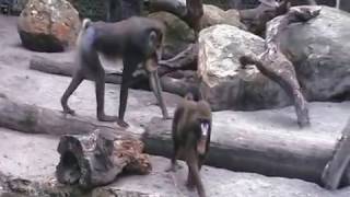 Tampas Lowry Park Zoo - Mandrilli