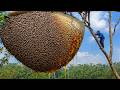 Heart-Stopping Honey Harvest in the Deep Forest — Surviving Through Danger #DeepForest #DangerousJob