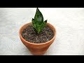 Grow snake plant indoors | Best indoor plants | Soil mix for indoor plants