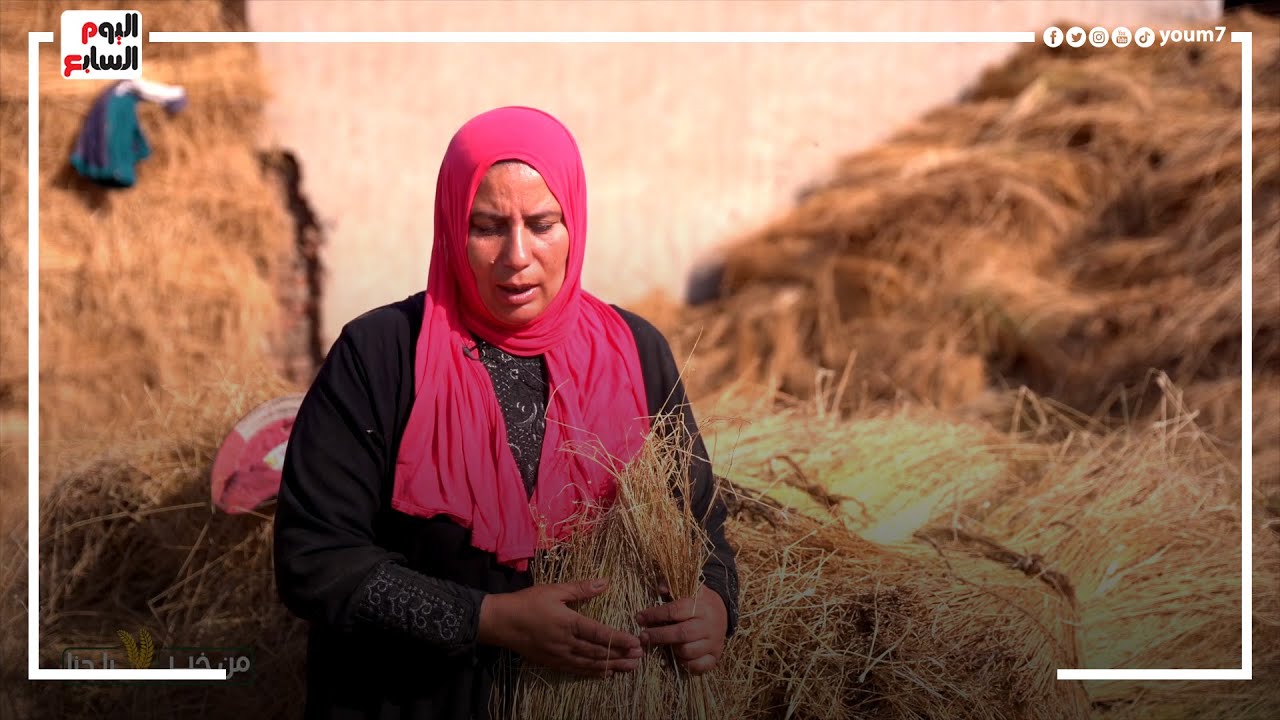 عمرك شوفت جمال كتان بلدك؟..قرية كفر العزيزية أكثر القرى انتاجا للذهب الأخضر