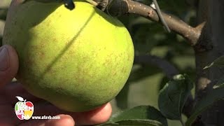 Mela Val Brembana, in montagna c'è più gusto, In viaggio tra i frutteti