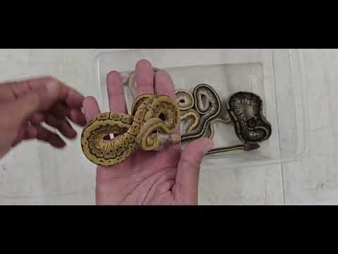 Ball Python Clutch 2026-14 Update 