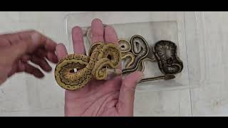 Ball Python Clutch 2026-14 Update  Update