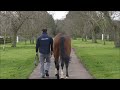 Our visit to see Toronado at The National Stud