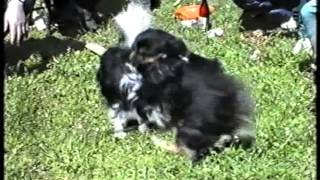 She Vi Zabia Dva Boryna