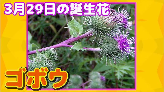 2月27日の誕生花 マドンナリリー どんな花 あなたに送る花言葉は Youtube