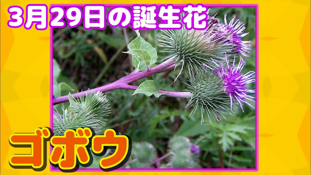 最新 花 言葉 ごぼう