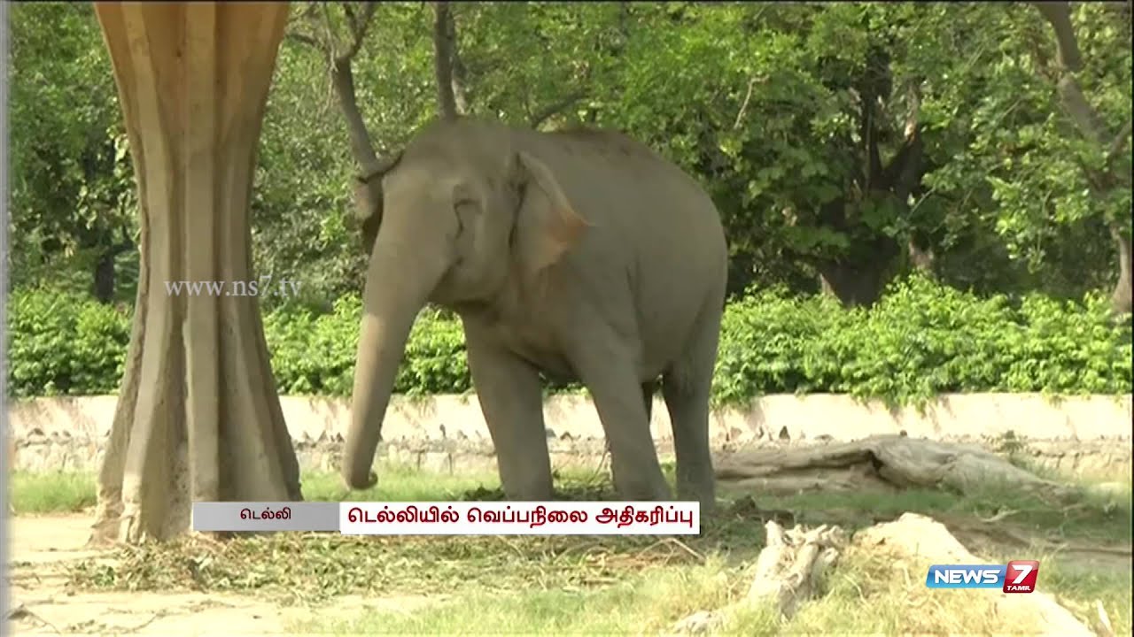 Delhi zoo makes special facilities for animals to beat the heat | India
