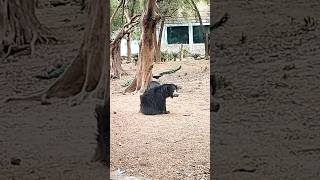 Sloth bear | #slothbear #bear #bearattack #zoo #shorts #shortsfeed #viral