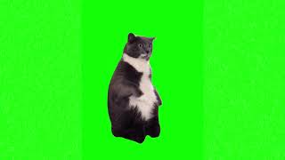 Shocked cat meme green screen