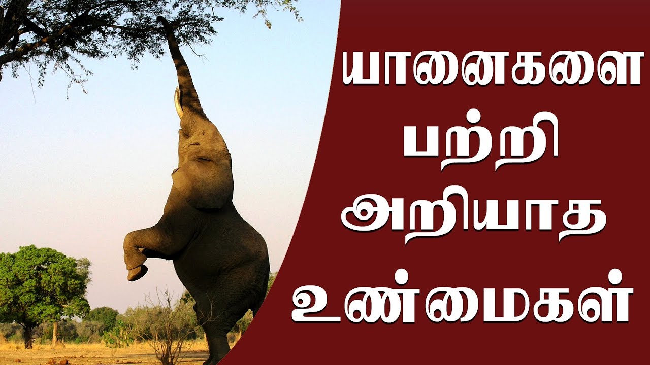 essay about elephant in tamil