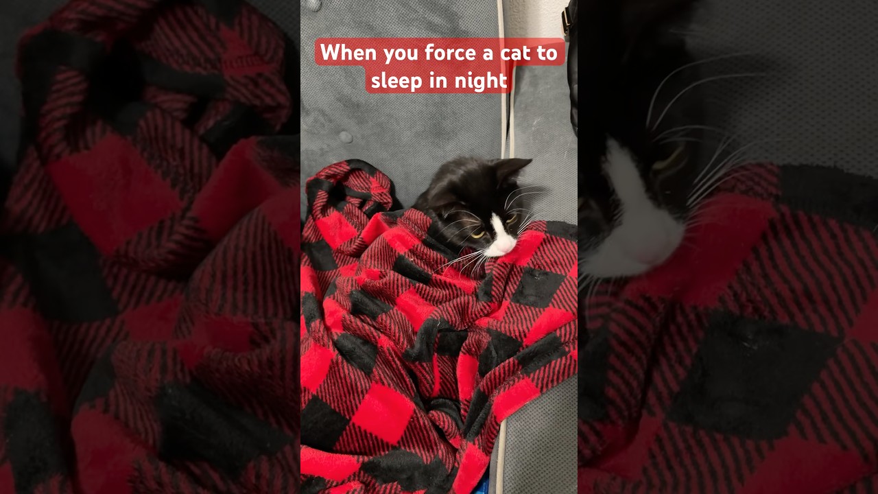 When You Try to Force a Cat to Sleep… and Regret It Instantly 😹🛏️