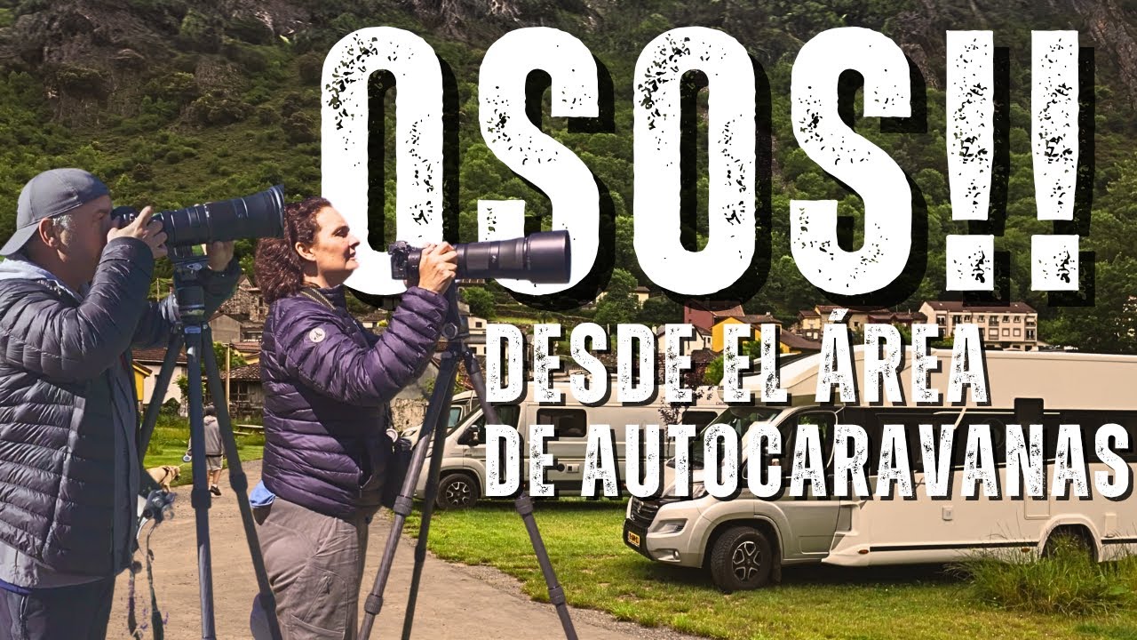 Ver OSOS PARDOS en España | GUÍA COMPLETA Somiedo, Asturias 🐻