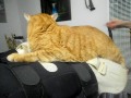 Clovis Lee Booker II (The Orange Tabby Tom-Cat)