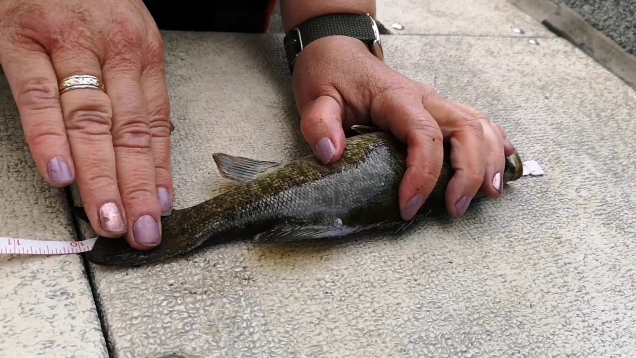 CFN FishOff 2019 - compilation of entries