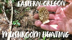 How To Find Morel Mushrooms In Oregon