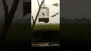 Branjangan OVER BIRAHI ngeper tanpa kicauan