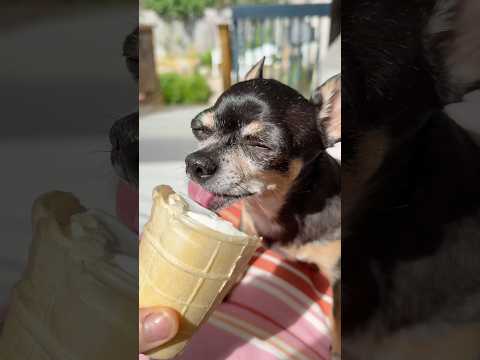 Sound ON for tiny chihuahua Maya happily licking ice cream on a hot sunny day 🥰