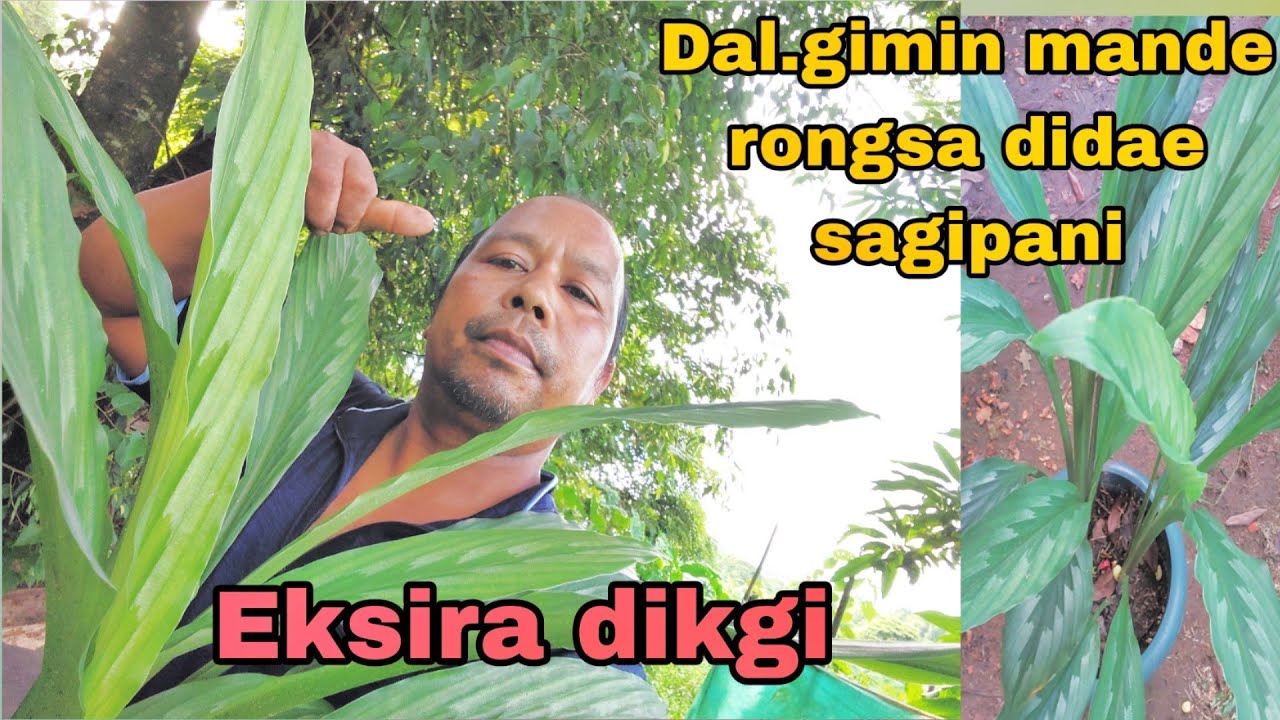 Dal.gimin mande ri.chi saa ba eksira .//  Eksira dikgi ian name nirikbo.