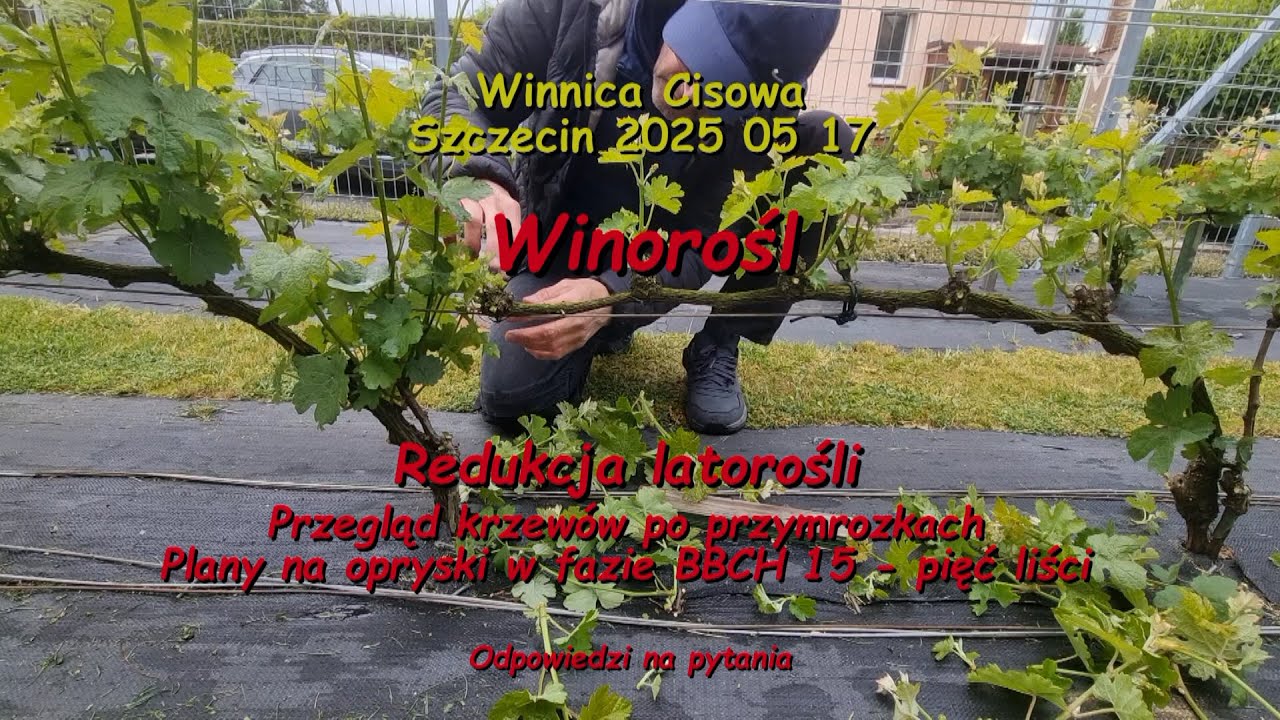 WINOROŚL - Redukcja latorośli (przegląd po przymrozkach) - Winnica Cisowa 2025 05 17