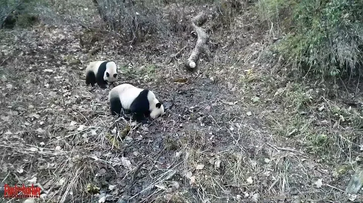 中国四川村民寻牛 山上巧遇野生猫熊 20180523 公视早安新闻 - 天天要闻