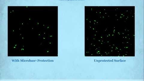 Animated Confocal Video