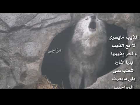 حالات واتس اب الذيب ما يسري الا مع الذيب